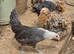 Silver Campine pullet growers