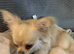 Chihuahua boy not neutered
