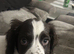 Sprocker spaniel