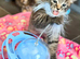 Beautiful long hair kittens