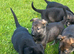 Beautiful mixed litter German shepherds