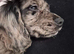 Cocker spaniel puppies