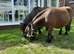 Registered miniature Shetland mare