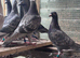 Colour Racer Chicks