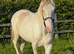 Amber champagne tobiano  Colt