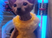 Sphynx kittens
