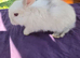Mini lops