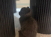 Beautiful British Shorthair Male Kitten – £250