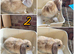 Lionhead/mini lop babies