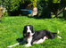 Border Collie Puppies