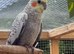 Male cockatiel