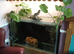 Aquarium for sale ,