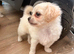 Beautiful long coat male chipoo