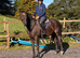 4 year old 16hh mare