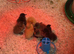 Indian Runner Ducklings