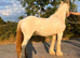 Lemon and white filly