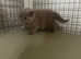 Gccf champion status British shorthair kitten exquisite!