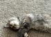 Pedigree Female Mainecoon kitten