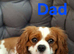 Cavapoo F1B