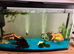Blackmore Fancy Goldfish x 2 & 2 Loach and Accessories NO TANK