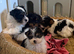 Miniature Biewer Yorkshire Terrier Puppies