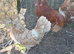 Pair of chamois polish