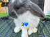 Pure French lops