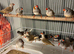 zebra finches for sale