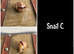 2 baby giant African land snails