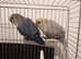 Love Birds