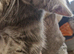 Beautiful Gray tabby and white Female kitten
