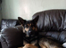 Female German shepherd