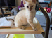 Snow Lynx kitten. Male born 01.04.26