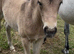 Dun Connemara filly