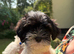 Exquisite litter of Havanese Puppies