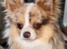 Merle Chihuahua puppies