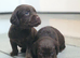 Cockerdor puppies cockador puppies