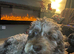 Labradoodle small merle to stud