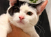 A female kitten is looking for a home.