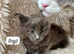 Beautiful Black Smoke Maine Coon Kittens – TICA Registred