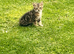 Bengal cross kittens