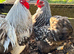 FERTILE pekin bantam hatching eggs