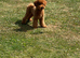 Toy poodle stud only