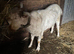 Saanen billy goat (entire)