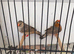 Triple orange zebra finches
