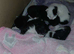 Maine coon cross kittens