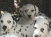 New litter of Dalmatian pups