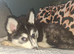 BEAUTIFUL MALE POMSKY READY NOW!