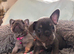 Meet our gorgeous female French bulldogs