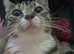 tortoise shell cat